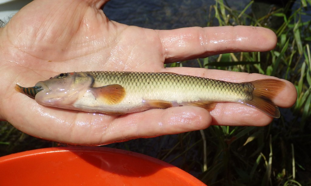 picture of a creek chub